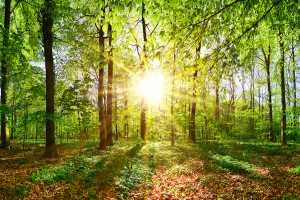 waldfruehling- waldfruehling-